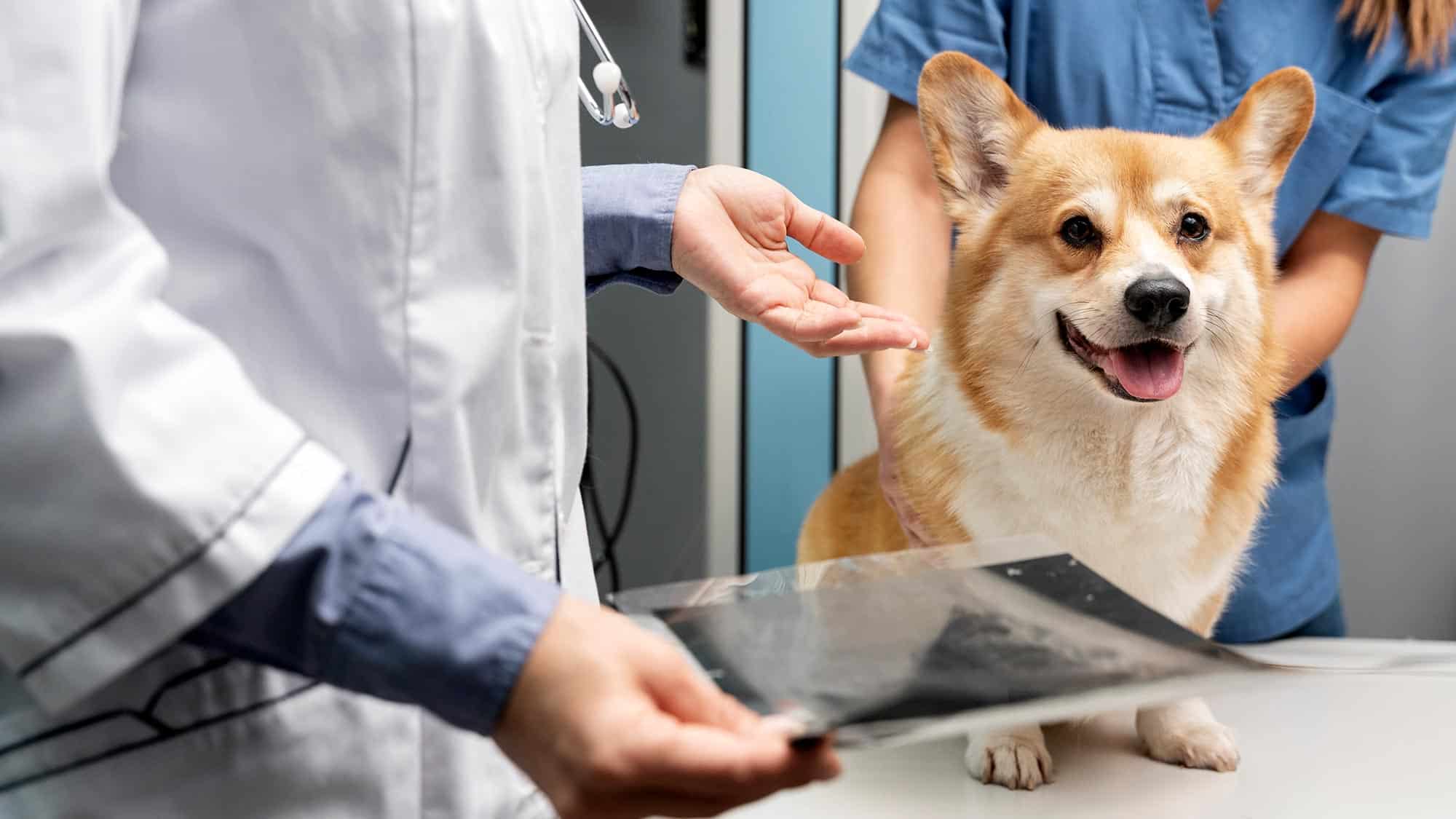 rabbit on the ground