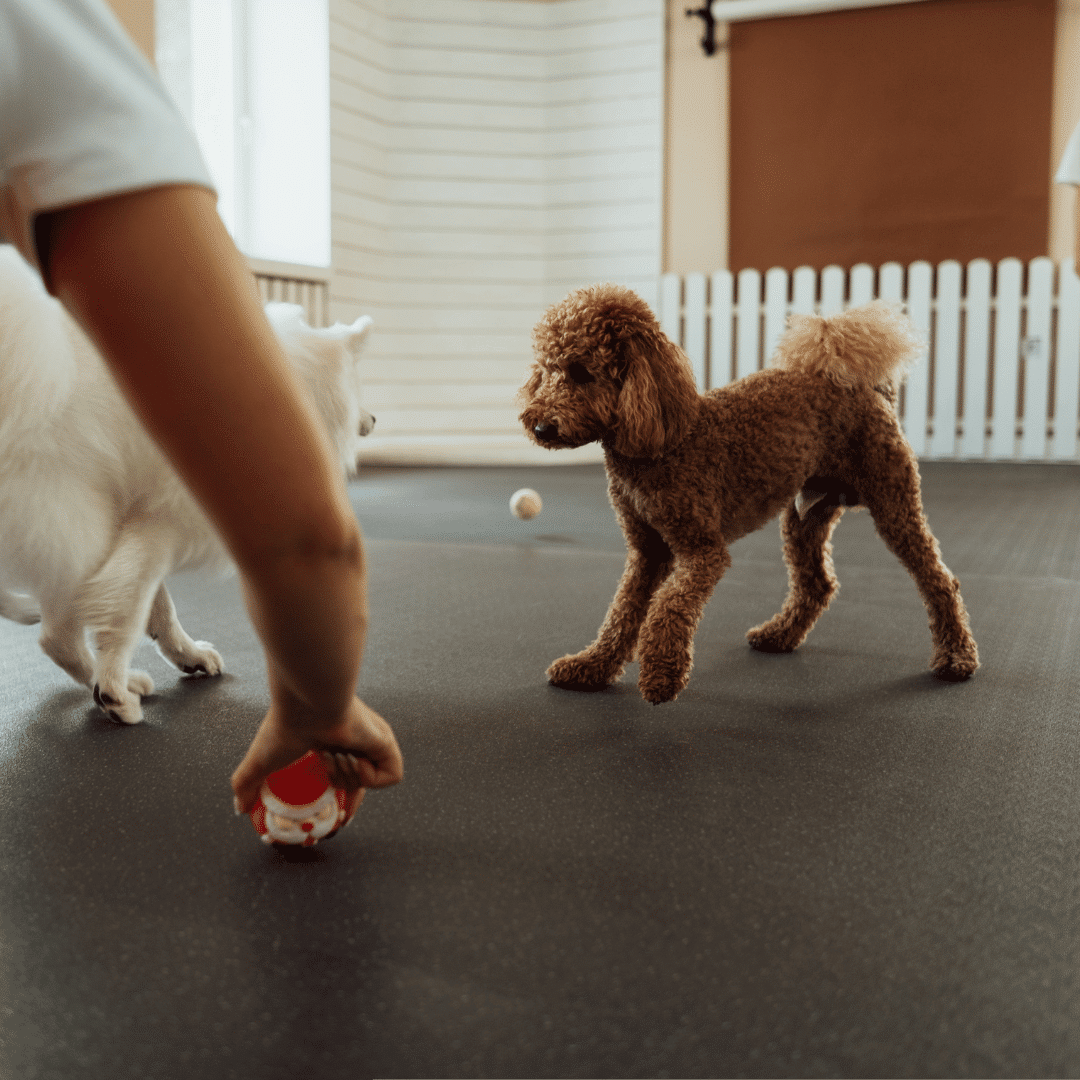 dogs playing ball with a person